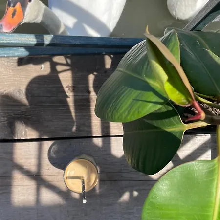 מלון Odelia בלגרד