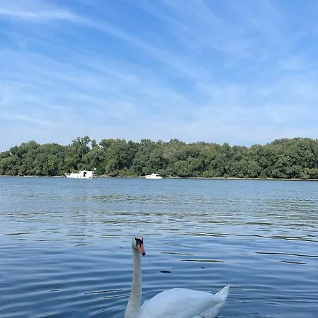 Odelia * Belgrade